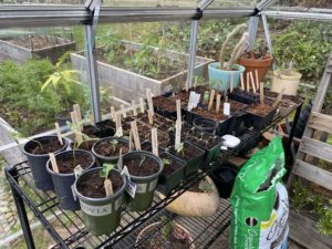 Metal Shelves in Greenhouse