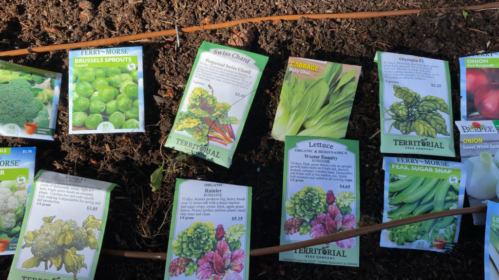 Fall Harvest Brassicas