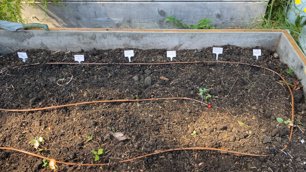 Drip Line in Raised Bed
